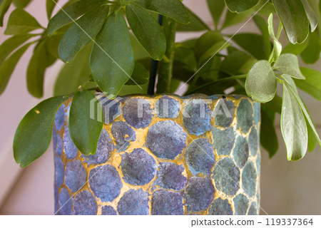 Schefflera arboricola green leaves foliage. Dwarf Umbrella tree in stylish pot at home interior. An ornamental deciduous light-loving plant that is good for purifying indoor air. Care, growth concept. Schefflera arboricola green leaves foliage. Dwarf Umbrella tree in stylish pot at home interior. An ornamental deciduous light-loving plant that is good for purifying indoor air. Care, growth concept. 119337364