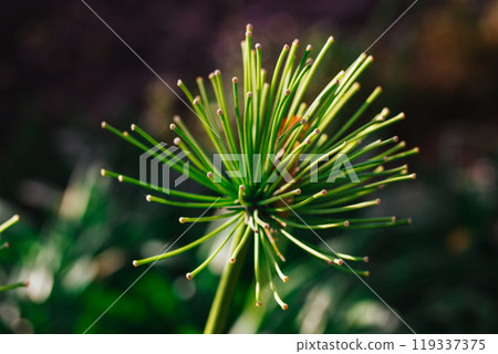 Coniferous branch with fresh needles on natural background. Conifer fir trees in summer garden, forest, wood. Christmas tree twig macro nature photo.  119337375