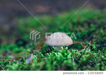 Amanita Pantherina, Known as the Panther Cap, False Blusher and Panther Amanita Amanita Pantherina, Known as the Panther Cap, False Blusher and Panther Amanita 119338805