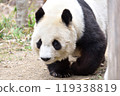 貓熊 119338819