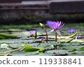 睡蓮 119338841