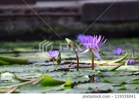 睡蓮 睡蓮 119338841