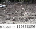 一隻兔子 119338856