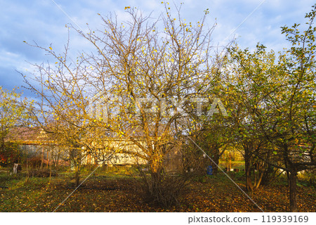 Golden autumn in the garden. Golden autumn in the garden. 119339169