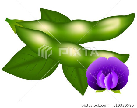 Soy pods, flower and leaves isolated on white background. Soy pods, flower and leaves isolated on white background. 119339580