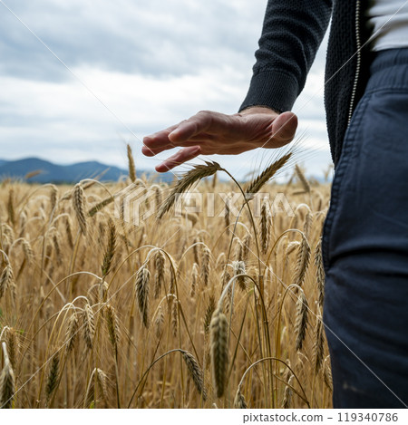 A gentle touch in the golden wheat fields beneath a mountain sky 119340786