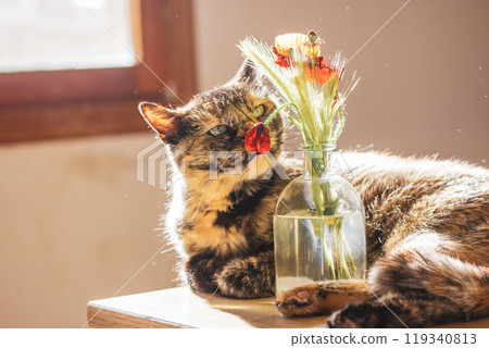 Tricolor domestic Turtle cat snuffing red poppy flowers, poppies in vase Tricolor domestic Turtle cat snuffing red poppy flowers, poppies in vase 119340813
