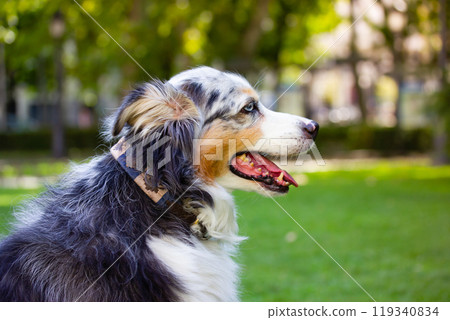 Australian shepherd dog is lying relaxing on a green grass lawn in city park at hot summer day. Long-haired white dog with dark grey brown spots and blue eyes lying on a green grass. Resting canine. 119340834