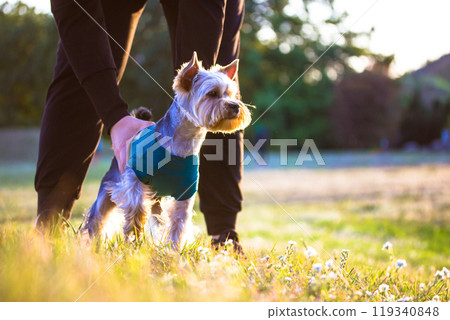 Female owner with a small stylish Yorkshire Terrier dog outdoor at sunny day. Pets caring, pet lover. Clothes for dogs. Canine theme. Place for text. Female owner with a small stylish Yorkshire Terrier dog outdoor at sunny day. Pets caring, pet lover. Clothes for dogs. Canine theme. Place for text. 119340848