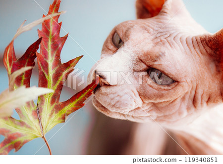 A gray bald Canadian Sphynx cat with blue eyes is sniffing a red green maple autumn leaf. A sphinx kitty muzzle. Curious feline pet, unusual domestic animal. Hairless animal portrait close up. 119340851