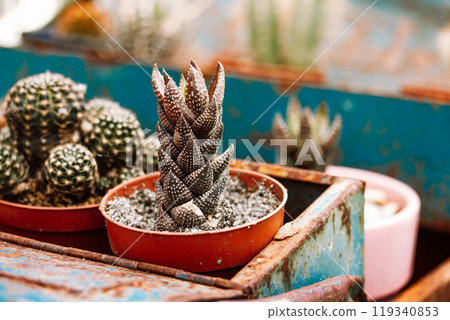 Haworthiopsis reinwardtii, Haworthia reinwardtii succulent plant Cacti cactuses. Haworthiopsis reinwardtii, Haworthia reinwardtii succulent plant Cacti cactuses. 119340853