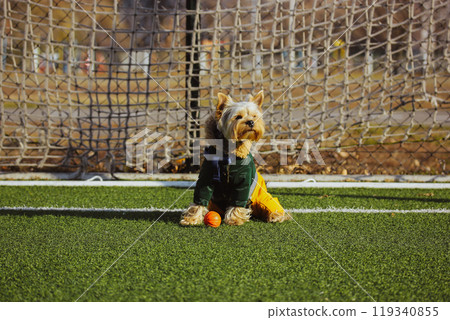 Funny Yorkshire Terrier dog in fashionable stylish warm suit sits on soccer field synthetic green grass at sunny fall, spring day. An orange basketball lies near the paws of a funny cute puppy, doggy. 119340855