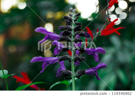Brazilian anisesage. Salvia guaranitica on deep green background. Tiny violet and red flowers growing in a tropical botanical garden. Small flower buds in bloom. Perennials plants bloom Dark key photo Brazilian anisesage. Salvia guaranitica on deep green background. Tiny violet and red flowers growing in a tropical botanical garden. Small flower buds in bloom. Perennials plants bloom Dark key photo 119340862