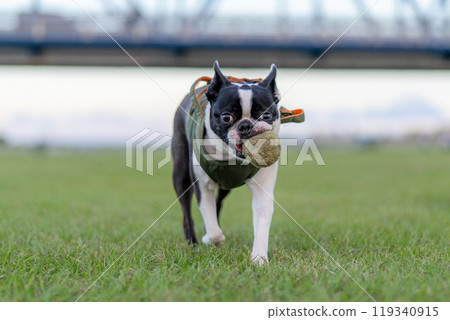 Boston terrier playing with a ball 119340915