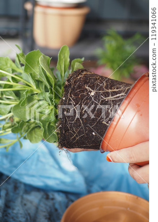Successfully transplanting young plants ensures they develop healthy roots for thriving growth 119341066