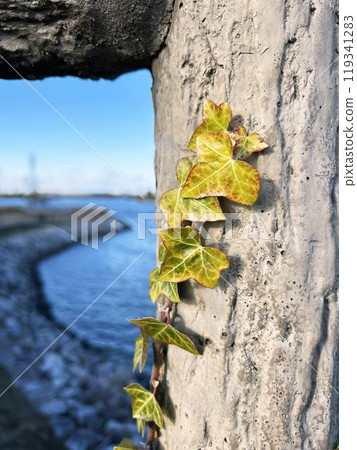 Ivy leaves growing on a wooden fence 119341283