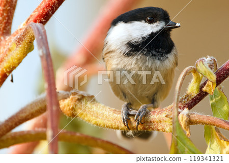 Cute little Black-caped chickadee is perched on the branch of sunflower in the garden and eating a seed in bright autumn day. 119341321