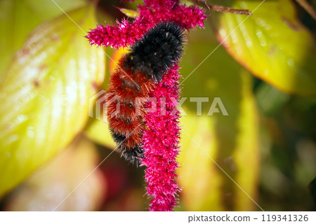 Beautiful fluffy woolly bear caterpillar with brown band is on the red Amaranth flower in the autumn garden. Beautiful fluffy woolly bear caterpillar with brown band is on the red Amaranth flower in the autumn garden. 119341326