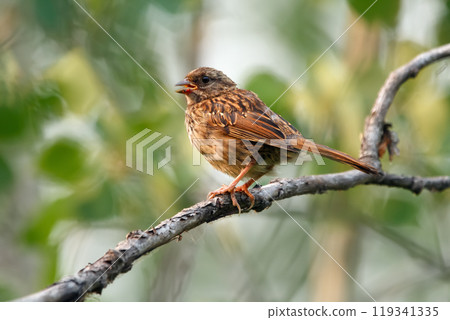 Juvenile Song sparrow is sitting on a branch in dense green foliage in summer forest. Juvenile Song sparrow is sitting on a branch in dense green foliage in summer forest. 119341335