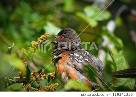 Spotted Towhee with bright feathers is resting on the tree branch in dense foliage in the forest in hot sunny day. Spotted Towhee with bright feathers is resting on the tree branch in dense foliage in the forest in hot sunny day. 119341336