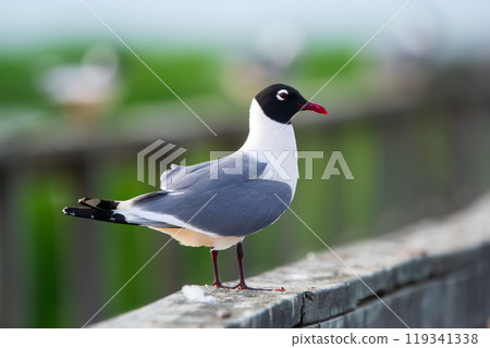Adult Laughing gull is standing on the wooden fence of the pier near the water in summer. 119341338