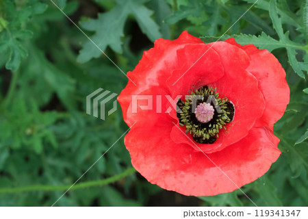 One bright red poppy with black center is blooming among green leaves in the summer garden. One bright red poppy with black center is blooming among green leaves in the summer garden. 119341347
