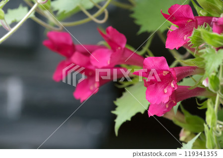 Exotic and unique cluster of flowers of Lofos Wine red (Lophospermum hybrid) blooming on vines in the patio hanging basket. 119341355