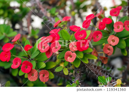 Little red flowers of Euphorbia milii (Crown of thorns or Christ thorns) with green foliage on a branch with many thorns in the summer garden. Little red flowers of Euphorbia milii (Crown of thorns or Christ thorns) with green foliage on a branch with many thorns in the summer garden. 119341360