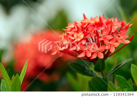 Wonderful exotic bright red bloom of Ixora coccinea with green foliage on the branch. Wonderful exotic bright red bloom of Ixora coccinea with green foliage on the branch. 119341364