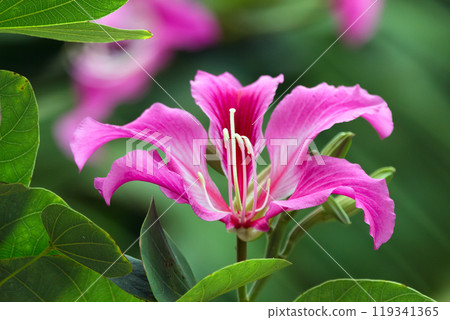 Spectacular bright pink flower of Bauhinia purpurea (Orchid tree) on the branch with green foliage. Spectacular bright pink flower of Bauhinia purpurea (Orchid tree) on the branch with green foliage. 119341365