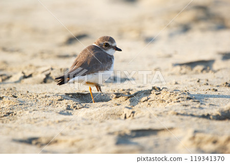 Solitary cute little bird Snowy plover in non-breeding plumage is standing on the sand in the tropical beach during winter migration. 119341370