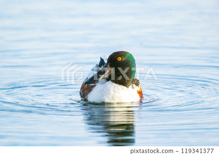 Male duck Northern Shoveler in bright breeding plumage is swimming in calm lake waters. 119341377