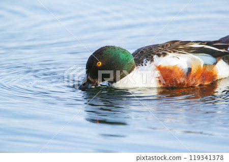 Male Northern shoveler duck is foraging in the pond waters. 119341378