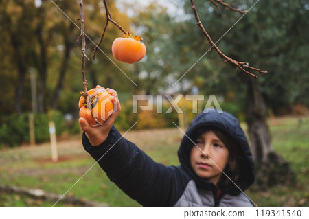 Boy reaching with his hand to harvest a ripe khaki fruit growing on a persimmon tree Boy reaching with his hand to harvest a ripe khaki fruit growing on a persimmon tree 119341540
