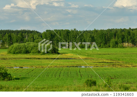 Summer countryside landscape with forest and meadow in Russia 119341603