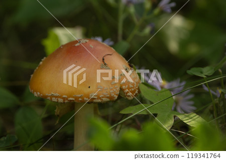 Beautiful bright yellow Amanita muscaria (Fly agaric) is growing among green leaves and purple aster flowers in the forest floor. 119341764