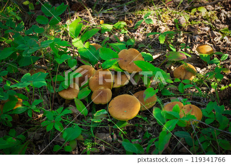 Cluster of Armillaria mellea mushrooms (honey mushroom) with brown caps growing on the forest floor among leaves, grass and moss. 119341766