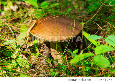 Leccinum scabrum (or Birch bolete, scaber stalk), a mushroom with brown cap, is growing in grass and leaves in the forest floor. Leccinum scabrum (or Birch bolete, scaber stalk), a mushroom with brown cap, is growing in grass and leaves in the forest floor. 119341767