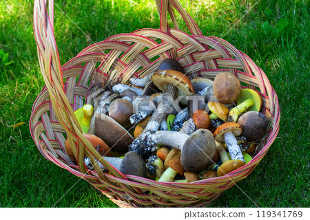 Brown wicker  basket full of yellow boletes (Hemileccinum subglabripes), birch boletes (Leccinum scabrum) and  orange-capped boletes (Leccinum aurantiacum) is on the forest ground in green grass. 119341769