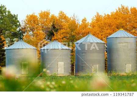 Old steel round grain bins are standing in a row along the wood with yellow autumn foliage in the field. 119341787