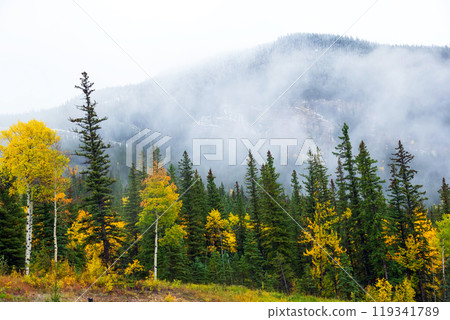 Beautiful autumn scene in the wild with yellow poplar and green spruce trees under the mountain in snowy fog. Beautiful autumn scene in the wild with yellow poplar and green spruce trees under the mountain in snowy fog. 119341789