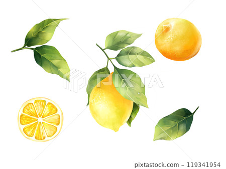 Lemons with leaves, isolated on white background. Hand drawn illustration. 119341954