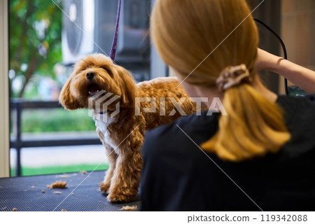A fluffy dog being groomed at a pet salon during the day 119342088