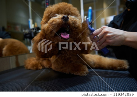Grooming a fluffy brown dog in a modern pet salon during daylight hours Grooming a fluffy brown dog in a modern pet salon during daylight hours 119342089