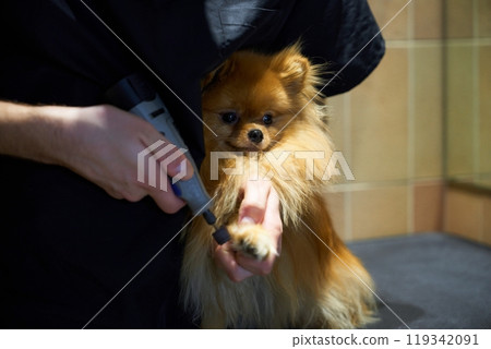 Grooming a Pomeranian dog during a spa session in a pet salon Grooming a Pomeranian dog during a spa session in a pet salon 119342091