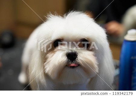 Adorable fluffy dog with a playful expression at a grooming salon 119342179