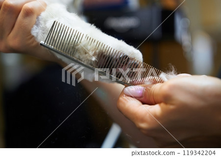 Grooming a fluffy pet with a comb in a cozy indoor space Grooming a fluffy pet with a comb in a cozy indoor space 119342204