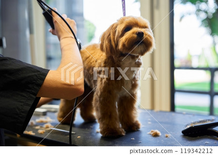 Grooming a fluffy dog at a pet salon during a sunny afternoon Grooming a fluffy dog at a pet salon during a sunny afternoon 119342212