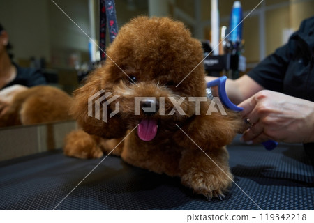 Adorable dog receiving grooming at a pet salon during afternoon hours 119342218