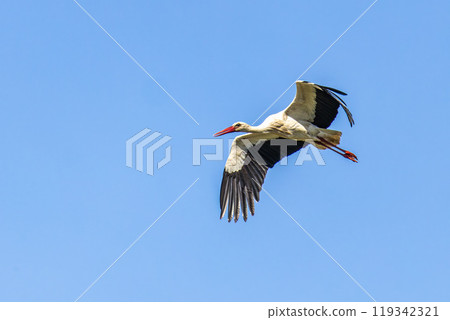 White stork flying over Ria Formosa at Quinta do Lago, Algarve, Portugal. White stork flying over Ria Formosa at Quinta do Lago, Algarve, Portugal. 119342321